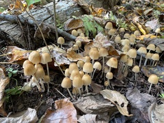 Coprinellus micaceus