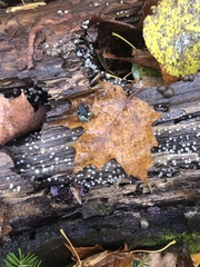 Helicogloea compressa