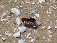 Pseudomethoca oculata