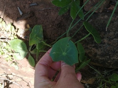 Senecio oxyriifolius
