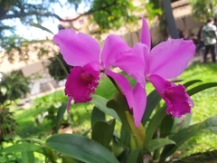 Cattleya