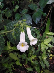 Smithiantha multiflora