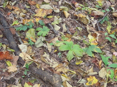 Hydrastis canadensis