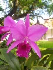 Cattleya