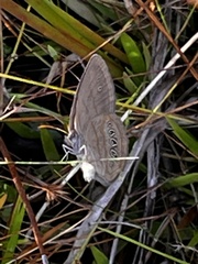Neonympha areolatus