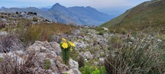 Euryops abrotanifolius