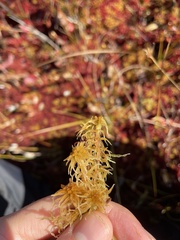 Sphagnum rubellum