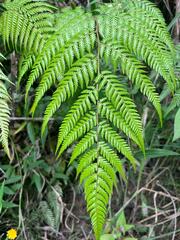 Pteris muricata