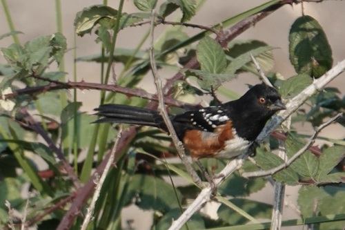 Nevada Spotted Towhee
