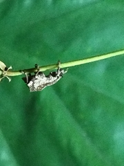 Episomus chinensis