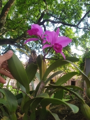 Cattleya