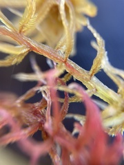 Sphagnum rubellum