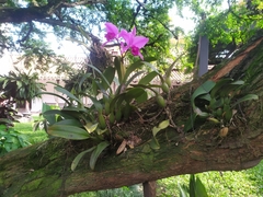 Cattleya