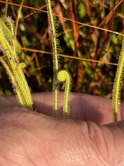 Drosera tracyi