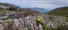 Euryops abrotanifolius