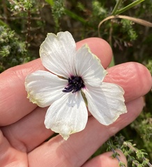 Monsonia speciosa