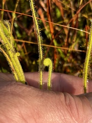 Drosera tracyi