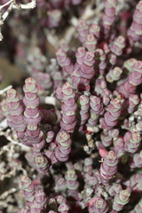 Tecticornia halocnemoides