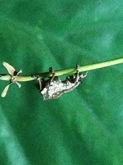 Episomus chinensis