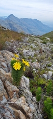 Euryops abrotanifolius
