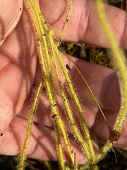Drosera tracyi