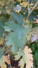 Vitis vinifera