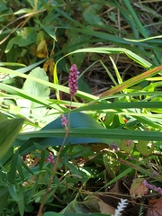 Persicaria longiseta