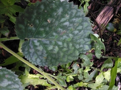 Smithiantha multiflora