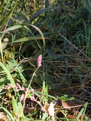 Persicaria longiseta