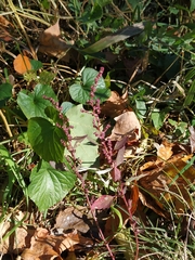 Amaranthus tuberculatus