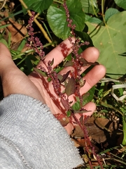 Amaranthus tuberculatus