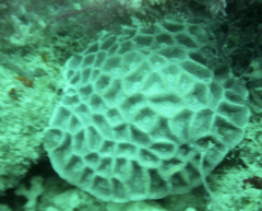 Coelastrea palauensis