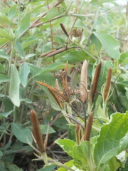 Ruellia tuberosa