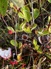 Aronia arbutifolia
