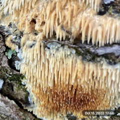 Radulomyces