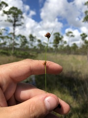 Rhynchospora filifolia