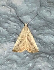 Macrochilo hypocritalis