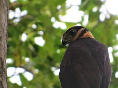 Micrastur semitorquatus