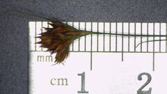 Rhynchospora filifolia