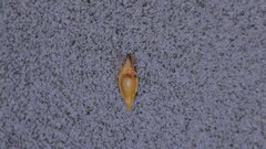 Rhynchospora filifolia