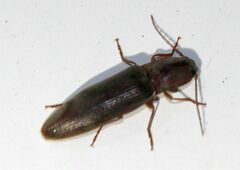 Stenagostus rhombeus