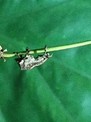 Episomus chinensis