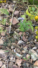 Heliotropium indicum