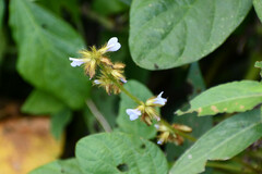 Calopogonium mucunoides