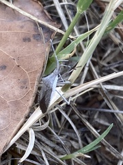 Chariesterus antennator