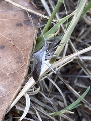 Chariesterus antennator