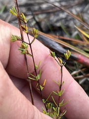 Hypericum tenuifolium