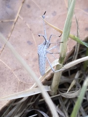 Chariesterus antennator