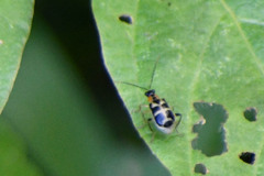 Diabroticina