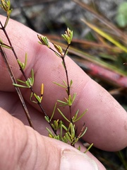 Hypericum tenuifolium